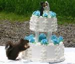 i want my cake to