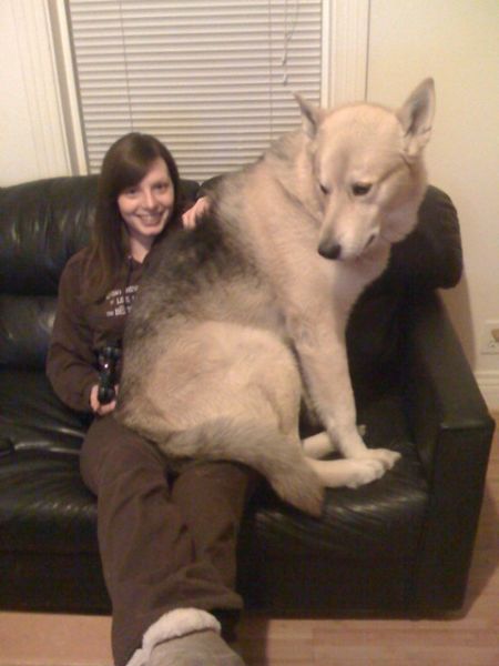 This dog is OMG freak mutant big!  