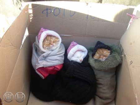 cute cats keeping warm, looks like they are hobo"s