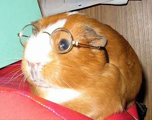 Professor Guinea Pig