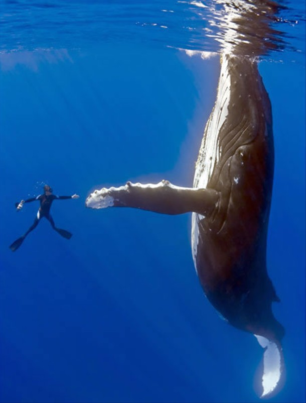 High fiving a whale