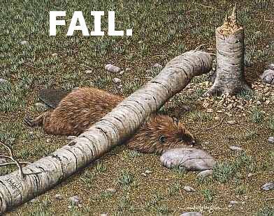 Beaver fail