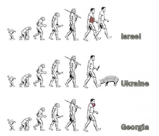 Funny Evolution Pictures