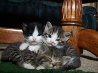 Found a picture of some old kittens I used to have.