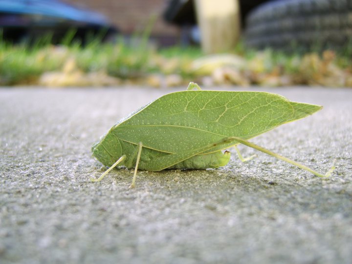 Cool Green Bug
