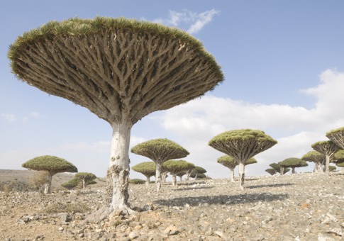 Dragons Blood Trees of Socotra