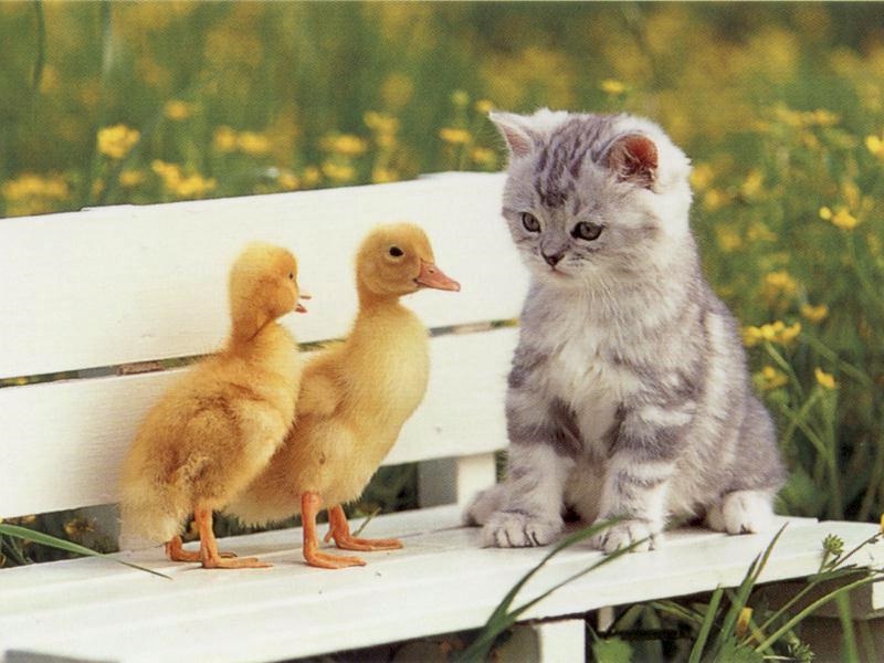 Cute Kitties and friends