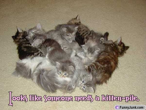 Cute Kitties and friends