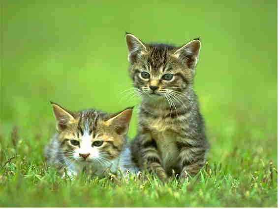 Cute kittens!! AWWW
