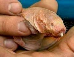 This is a naked mole rat from Africa. So if you are having a bad day and feeling sorry for yourself... remember: You could look like a dick with buck teeth!

Now how bad is your day?