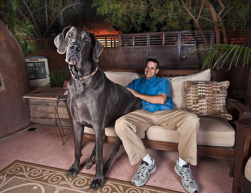 biggest dog in the world - 2 . " 00000 "
