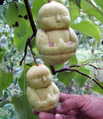 Chinese farmer Hao Xianzhang has perfected the process of growing pears inside Buddha shaped plastic molds.

Each pear shaped like Buddha costs around 50 yuan 7.32 USD. http://www.myspacelk.com/index.php?optioncom_contentviewarticleid177:buddha-shaped-pears-from-chinacatid51:amazingItemid41