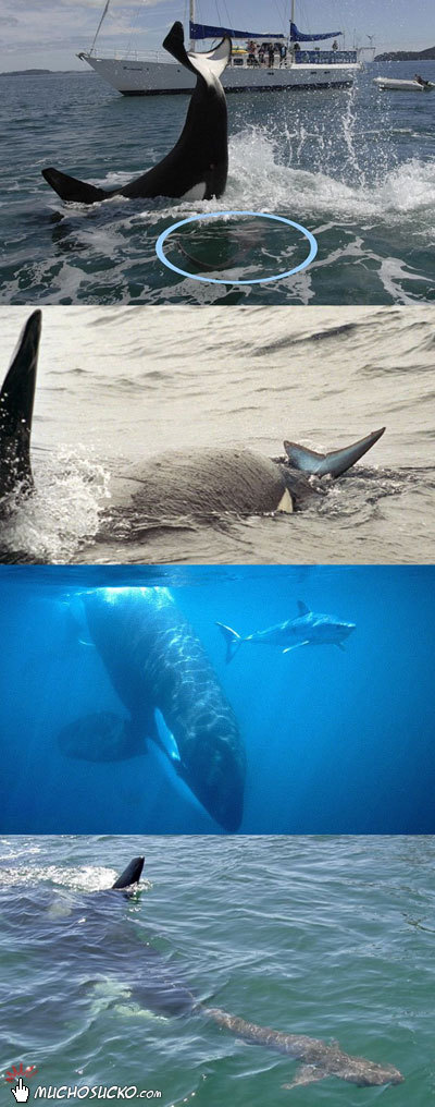 Rare shots of the Killer Whale stunning Mako shark with a karate chop, then flipping the fish quickly upside down which effectively paralyzes the shark making it an easy meal. Whale drives the shark to the surface in order to land the chop/dropkick.
