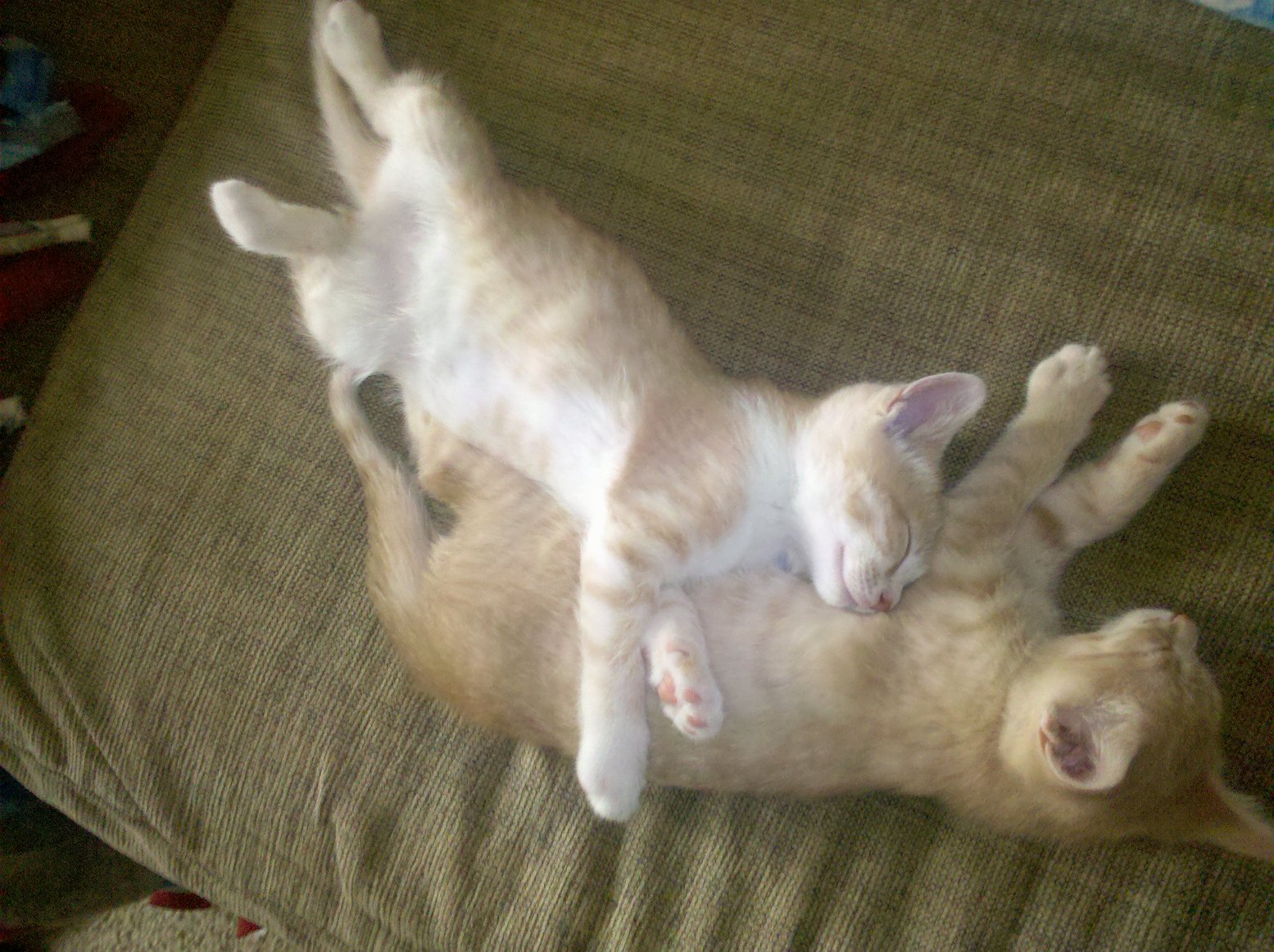 cute kittens2