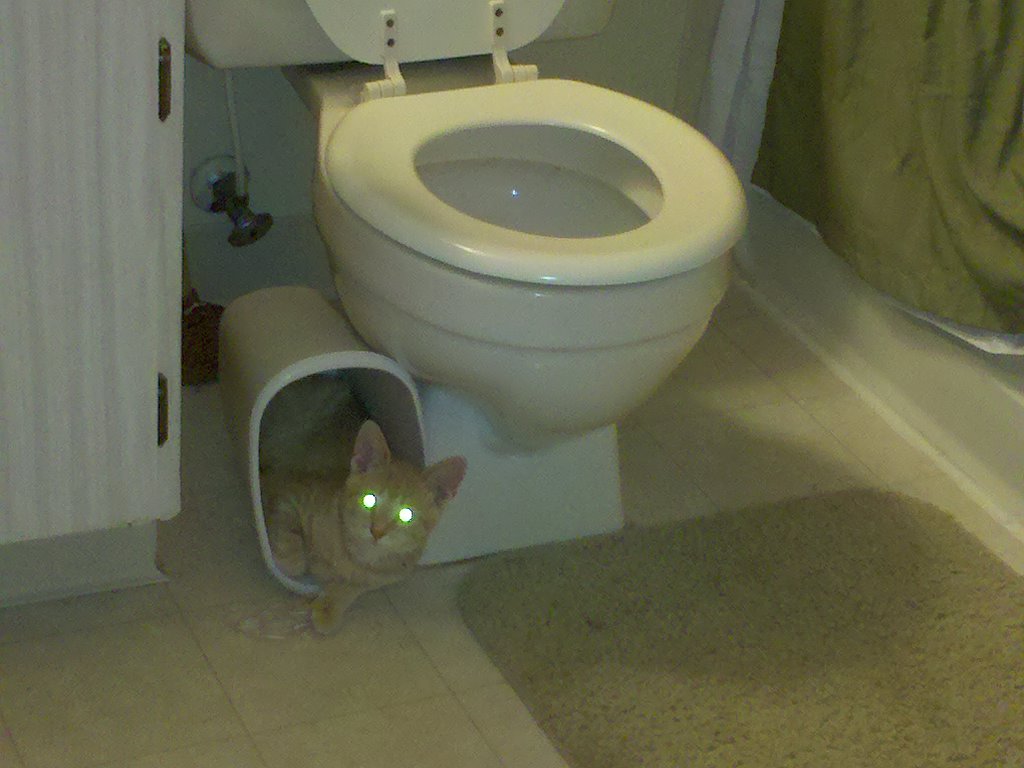 kittens - toilet seat