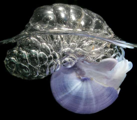 The purple sea snail floats along the surface in tropical and temperate waters.  The snail cannot swim and uses bubble rafts made from air and clear chitin to stay at the surface.