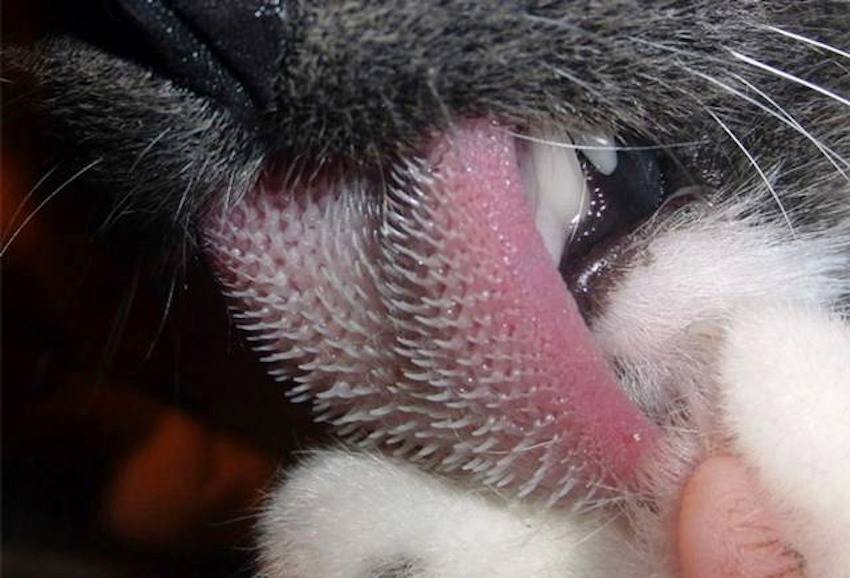 Have you ever wondered why a cat's tongue feels so rough?