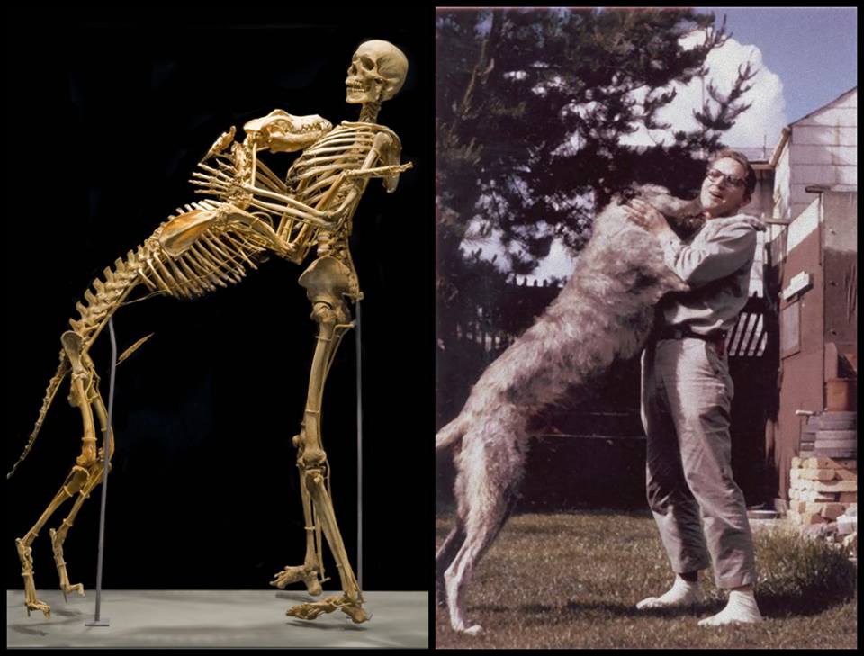 Grover Krantz was an eccentric anthropologist and devoted pet lover. Before he lost his battle with pancreatic cancer in 2002, Krantz decided to donate his body to the Smithsonian. He said, "Ive been a teacher all my life and I think I might as well be a teacher after Im dead, so why dont I just give you my body. But theres one catch: You have to keep my dogs with me.