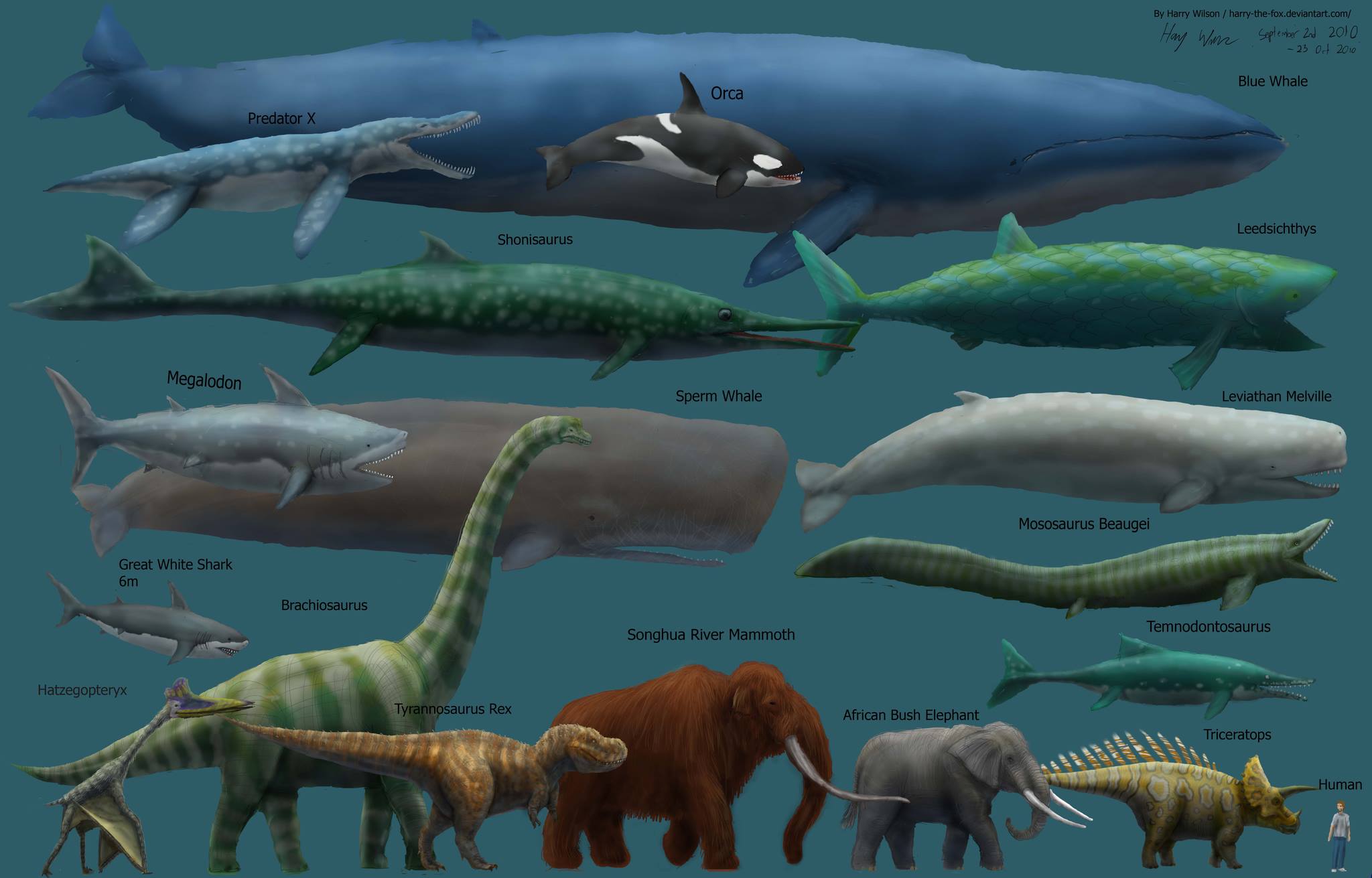 The blue whale is not only the largest animal alive currently, but is likely the largest animal ever to have lived.