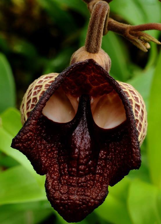 The Darth Vader flower, also known as Aristolochia salvador platensis.