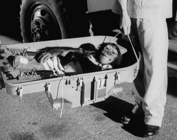 Ham the chimp returns to Earth following his historic 16 minute space flight in 1961.