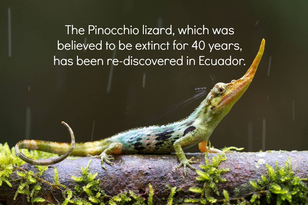 The lizards had remained elusive partly because it is well camouflaged, and because it was discovered in a starkly different environment than was recorded in the literature.