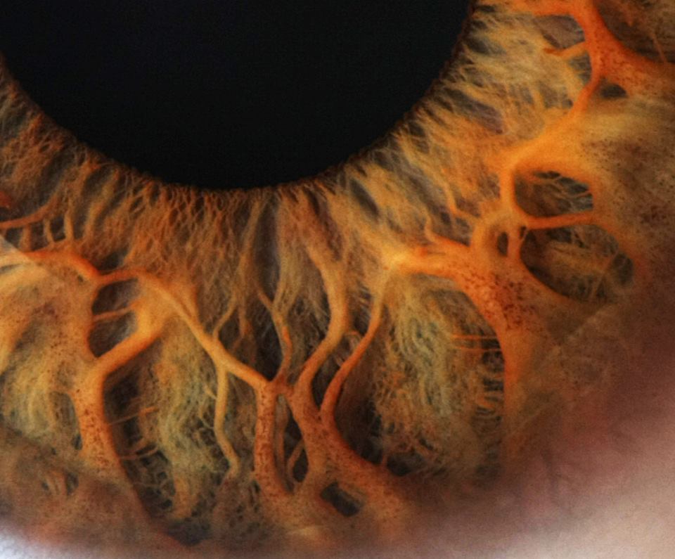 Close up of the human eye.