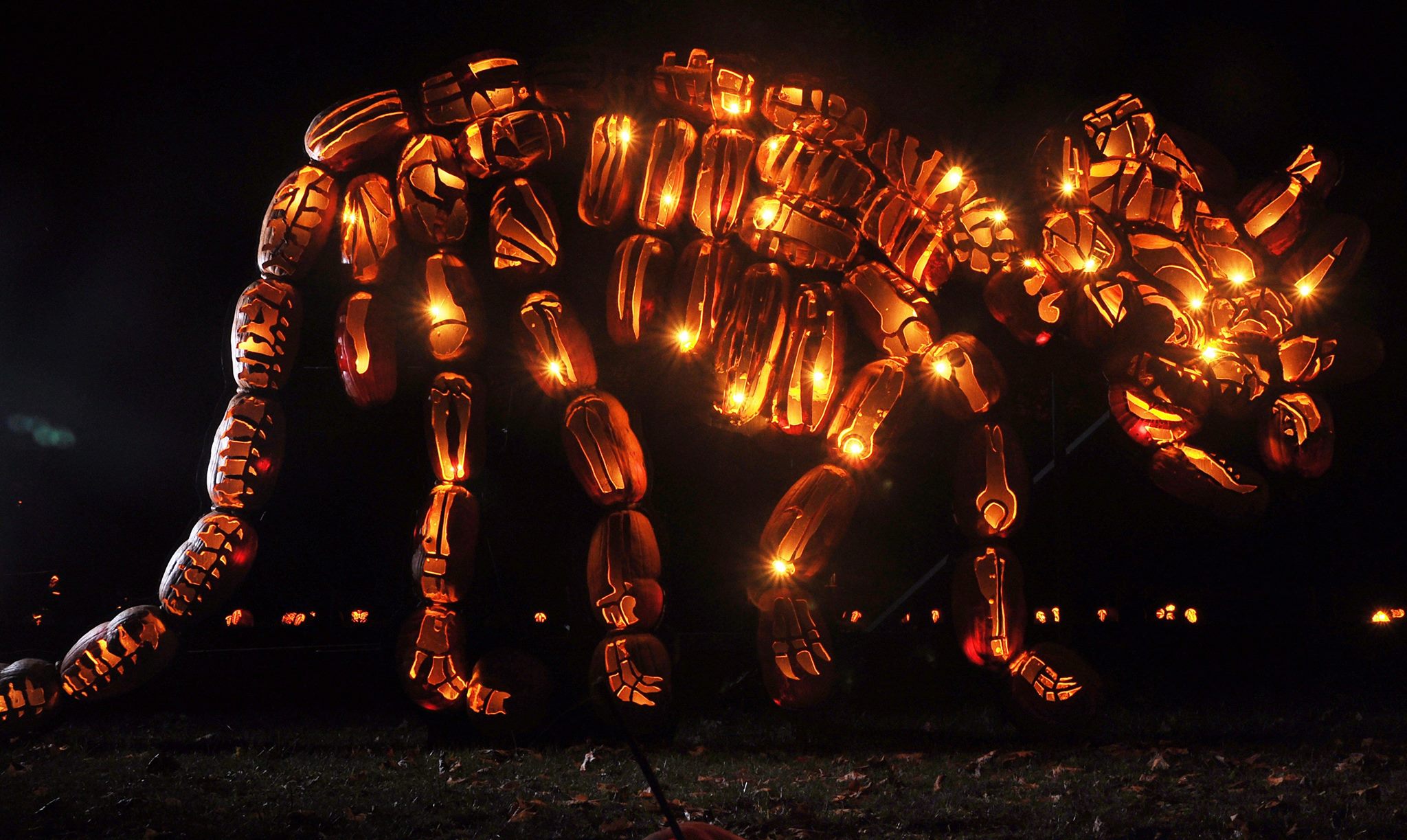 Triceratops made from pumpkins, spotted at the Great Jack O'Lantern Blaze