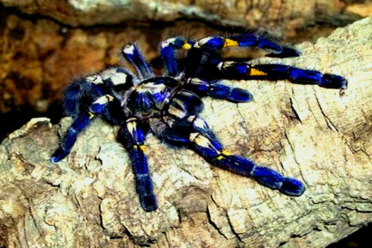 Poecilotheria metallica, one of the most beautiful tarantulas in the world. It's only found in a small area of less than 100 square kilometres in central southern India.