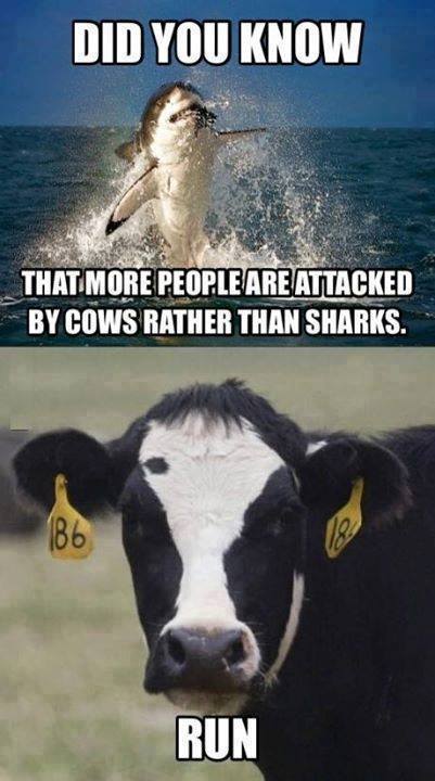 Cows kill approximately 22 people every single year in the US. Sharks are responsible for 1 death in the US, and fewer than six worldwide.