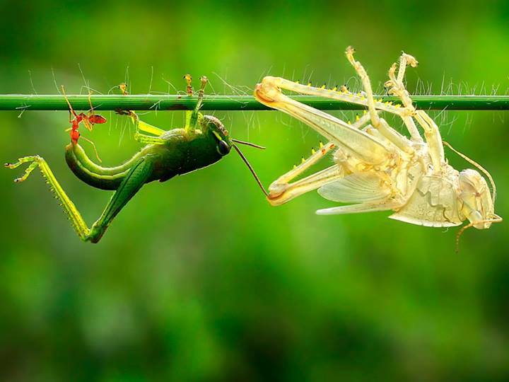 a grasshopper just after shedding its exoskeleton.