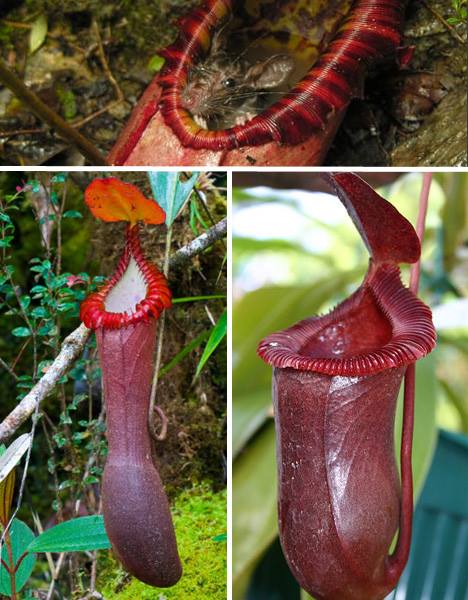 The Rat-Eating Pitcher Plant is one of the largest carnivorous plant in the world. Though it has not been seen to eat rats, one specimen was observed to digest a shrew.