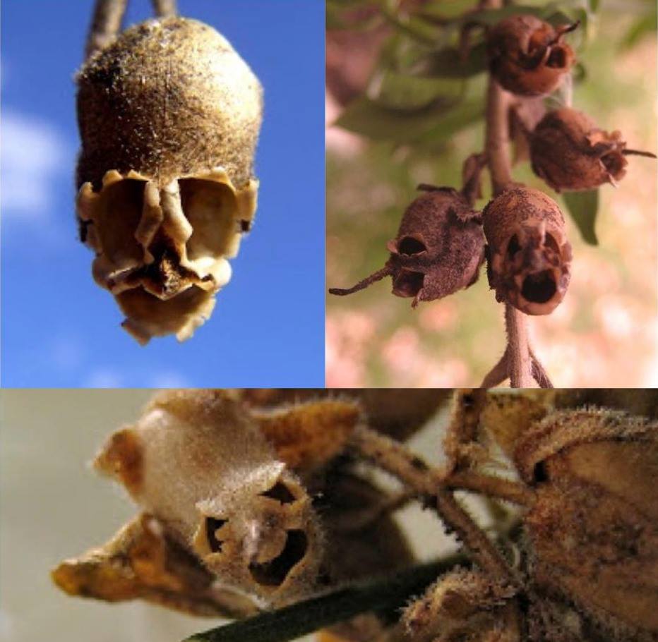 These are the seed cases of snapdragon plants. Once the flower dies, the seed cases begin to resemble tiny skulls.