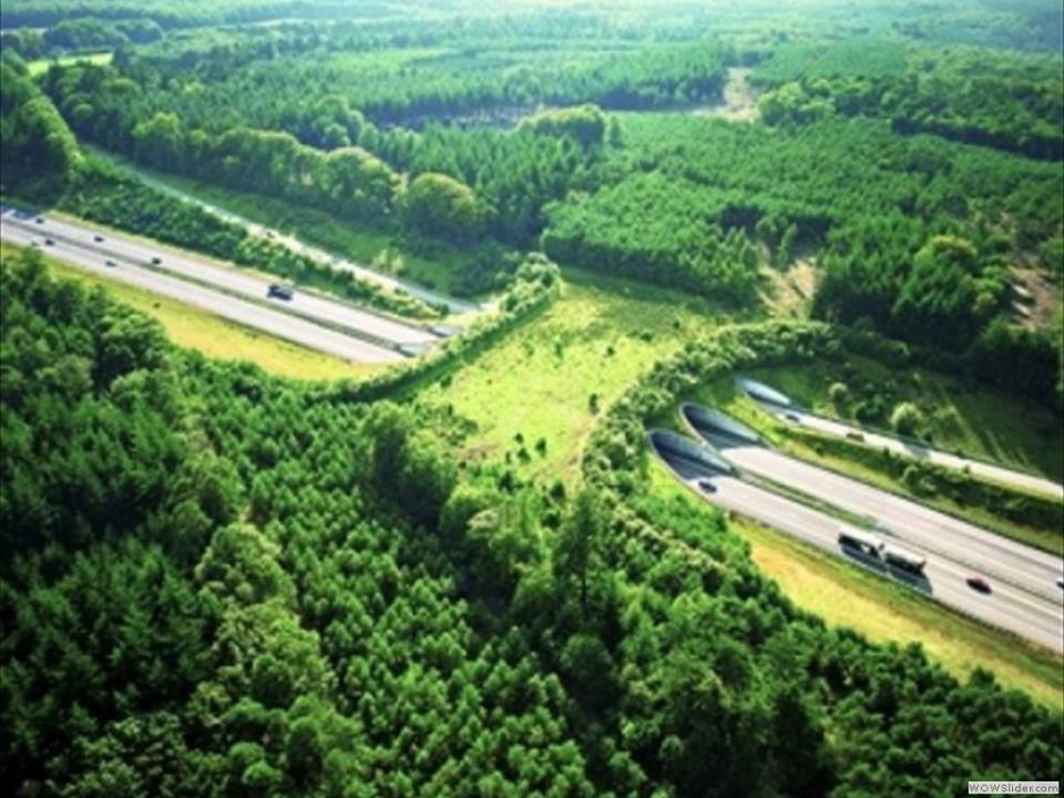 Wildlife bridges are designed to help animals cross busy highways in safety. They don't just protect wildlife from being hit by cars - they also connect fragmented habitats and help populations intermingle and breed.
