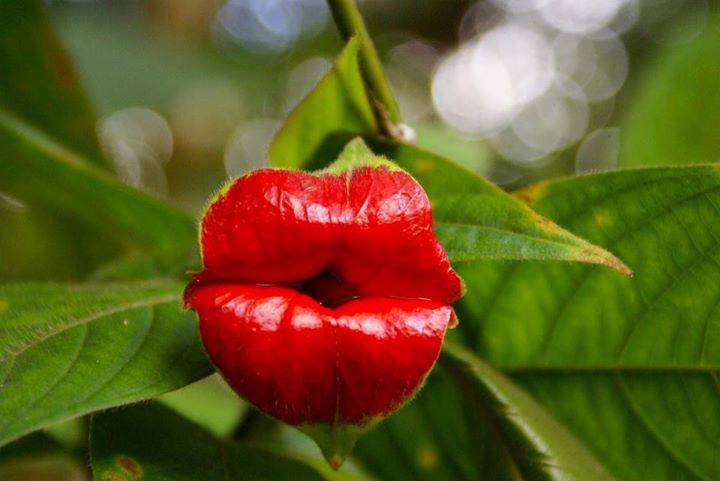This is genuinely a real flower. Psychotria elata, also known as "hookers lips".