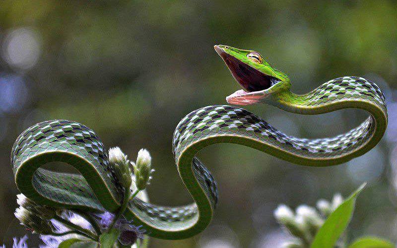 This is the Green vine snake, a slender tree snake found in India, Sri Lanka, Bangladesh, Burma, Thailand, Cambodia and Vietnam.