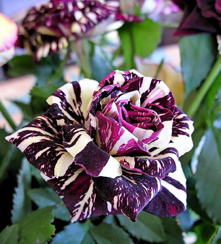 The Abracadabra rose is a hybrid with maroon and soft yellow coloring, with no two blooms looking the same.
