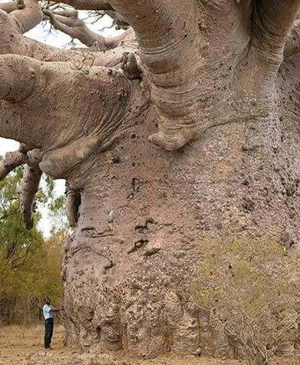 This is a Baobab tree, Tree of Life, found throughout Africa, Madagascar, some parts of Asia and in Australia.