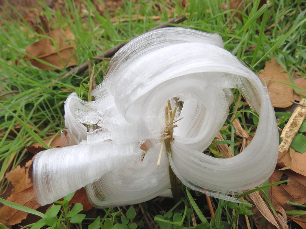 Frost flowers are formed by capillary action at times when the air is freezing, but the ground isnt. The stem of a plant will expand in the cold weather and crack, but water will still be drawn up and will freeze when exposed to the air.