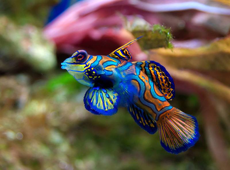 The mandarin fish have unique skin that leaves them highly resistant to parasites that cause marine ich.