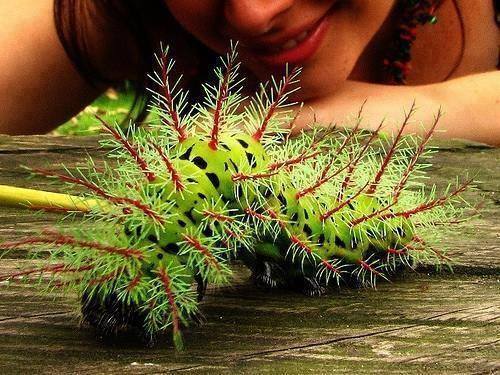 Though it looks really cute and cuddly, the Lonomia caterpillar from southeast Brazil is highly venomous and has been responsible for at least 500 human deaths.