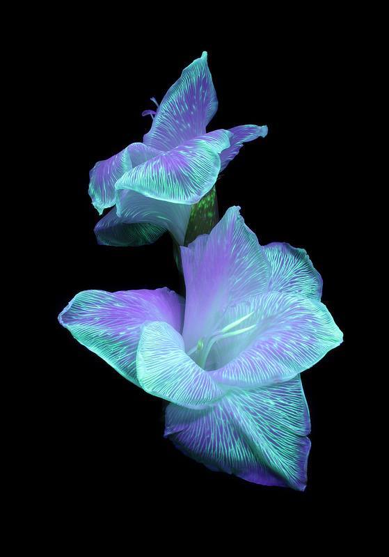 Creating flowers that glow under UV light is really simple! Place cut flowers into highlighter fluid. As the flower draws the liquid up, the veins of the petals and leaves become very distinct when viewed under a black light.