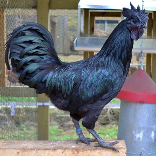 This chicken is black. Not just its feathers - its skin, muscles, bones and organs are ALL black. The breed is called Ayam Cemani, and it has a kind of hyper-pigmentation is known as fibromelanosis.