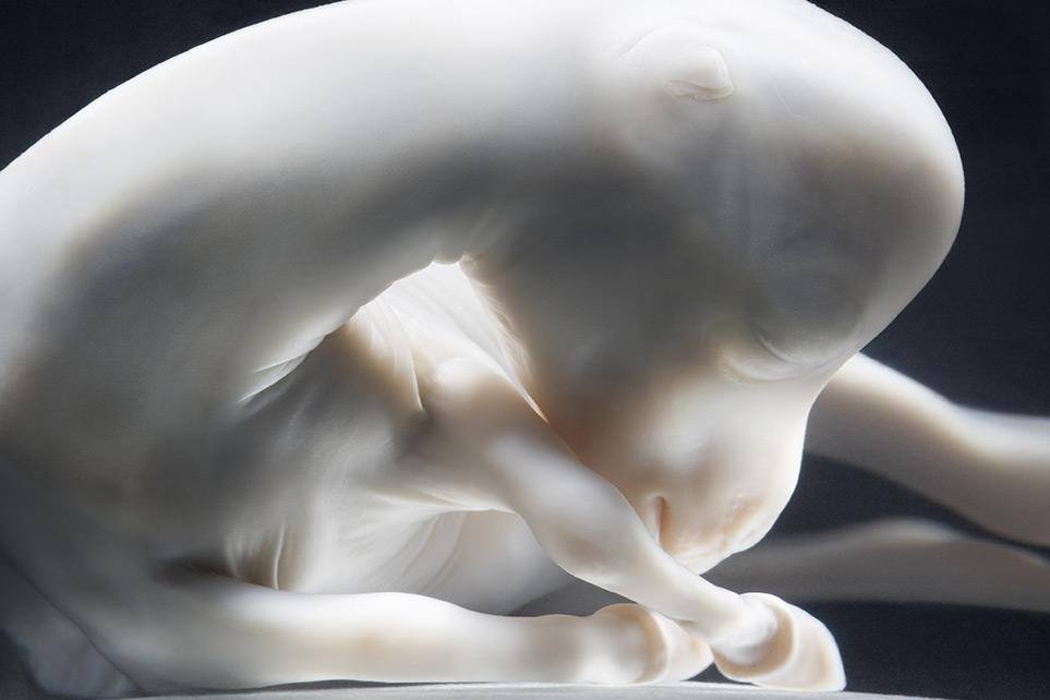 This isnt carved out of stone, this is actually an image of a horse fetus, 85 days after conception.
