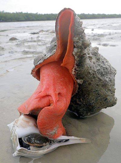 The Florida horse conch is one of the largest univalve gastropods in the entire world.