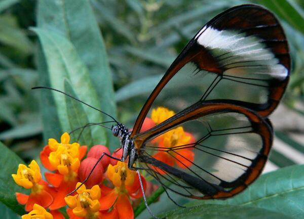 Transparent butterfly