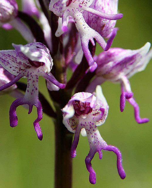 Naked Hanging Men Exotic Flower, called Monkey Orchids