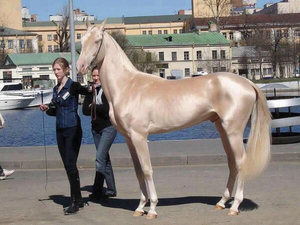 This horse from Turkey was announced the most beautiful horse in the world