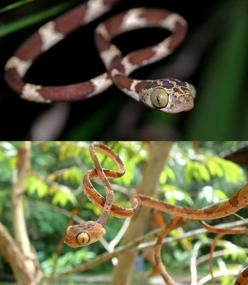 Blunt headed tree snakes found in Mexico, Central America, and the northern part of South America.