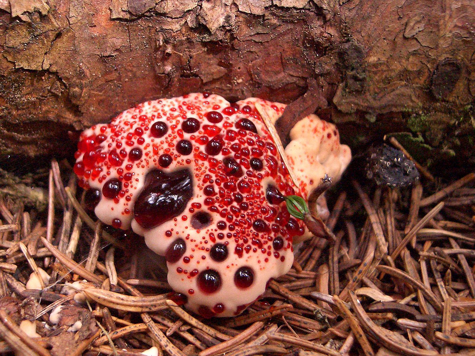 The bleeding tooth fungus grows in Europe and North America